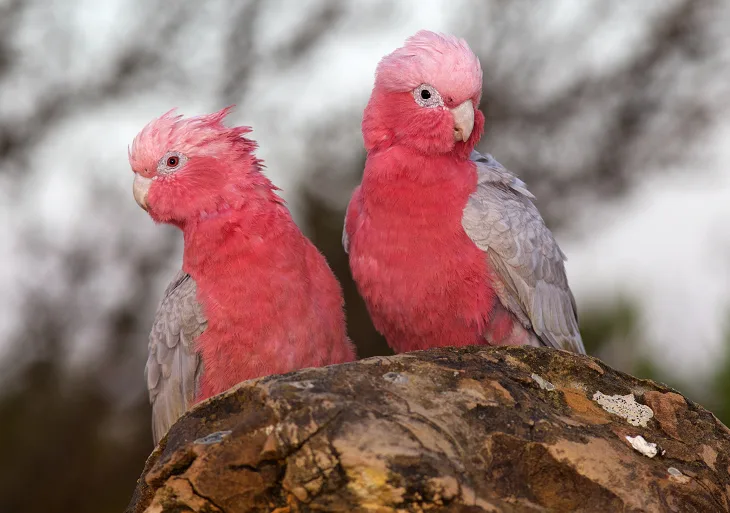 Kakadu ružový (Eolophus roseicapilla)
